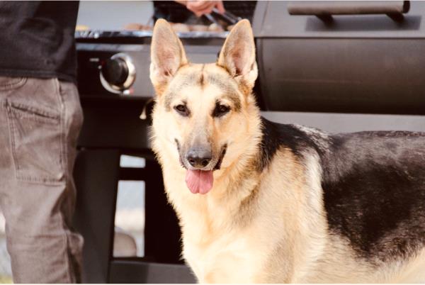 /Images/uploads/SPSPCA-Greenville Humane Society/ghscutestpet/entries/22314thumb.jpg